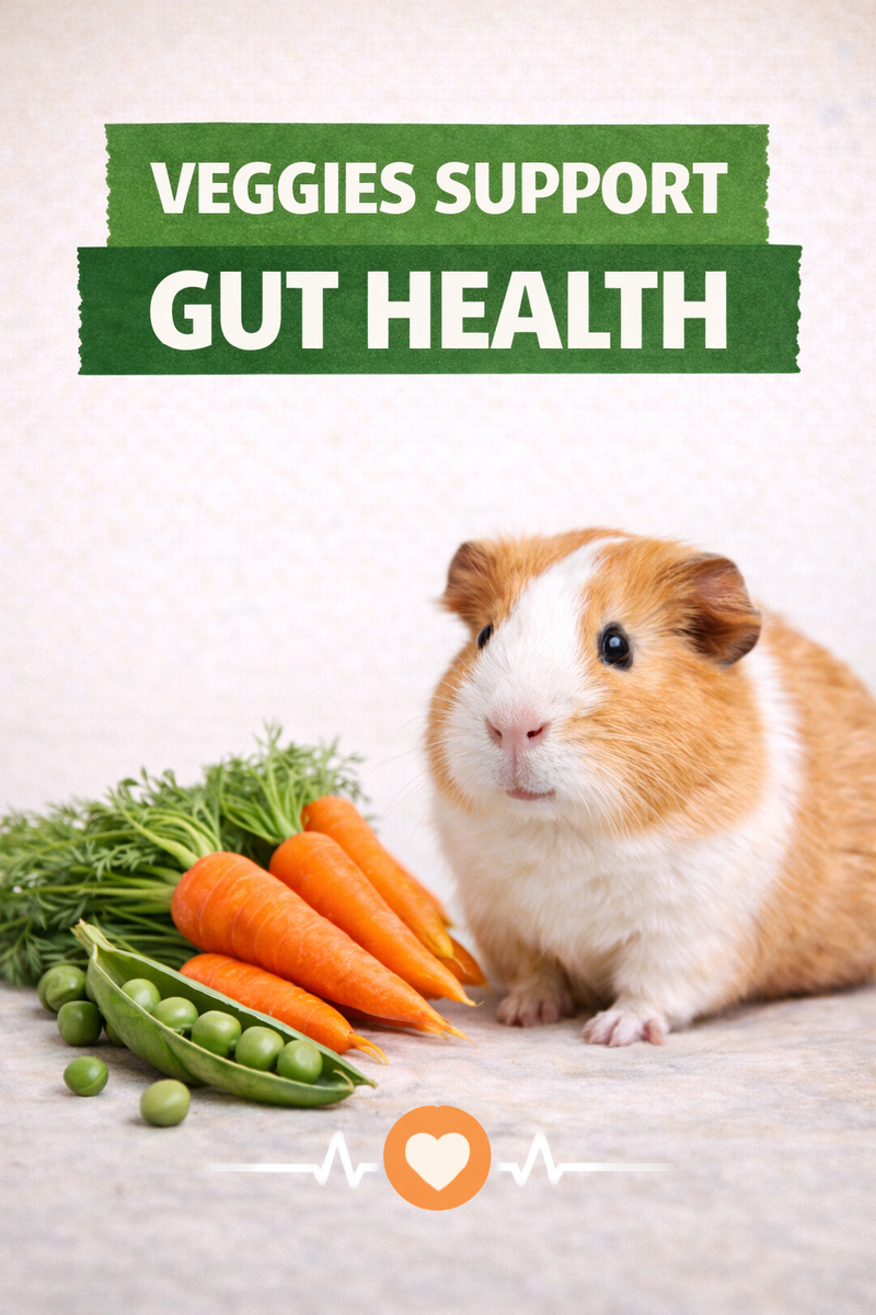 Can Small Animals Eat Dehydrated Vegetables? A Safe Feeding Guide for Guinea Pigs, Hamsters, and More