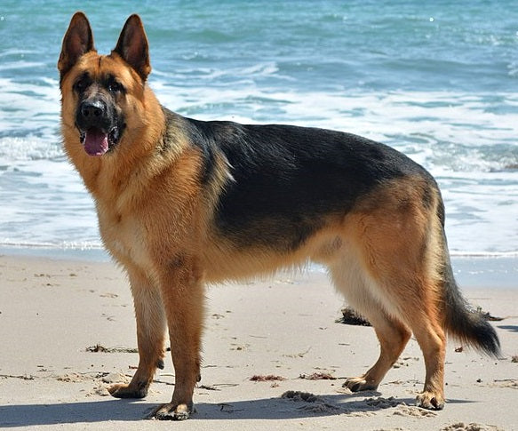 The Working K9 German Shepherd: Built for a Job, Wired to Work