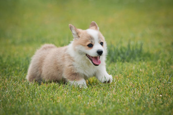 The Corgi with Extra Wiggle: Cute, Chunky, and Always Moving