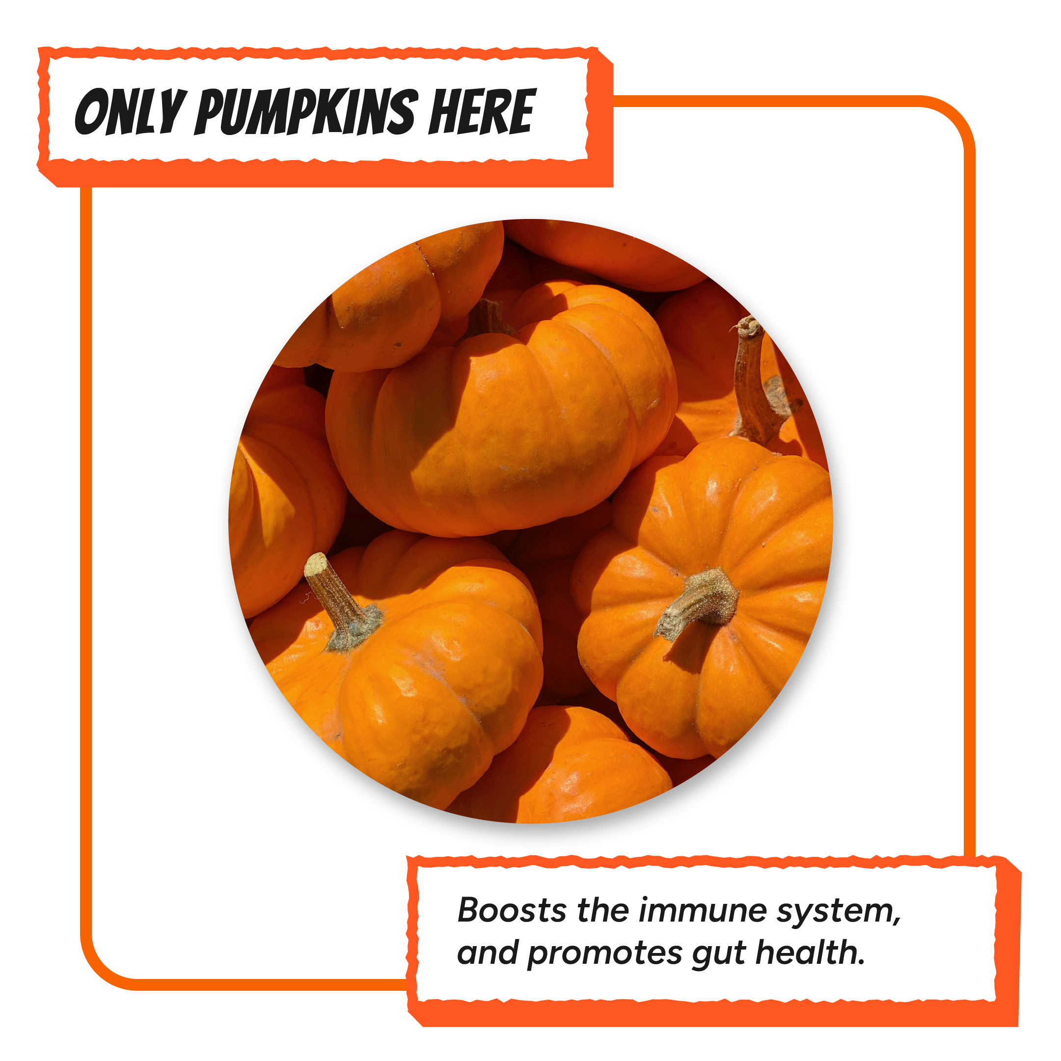 Fresh whole pumpkins highlighting the single ingredient used in Krunchmates pumpkin dog food topper